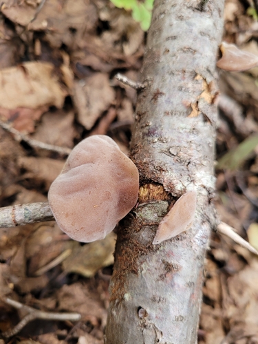 Jelly Tree Ear