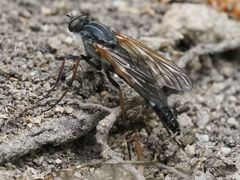 Pandivirilia