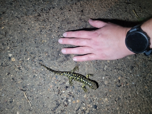Western Tiger Salamander