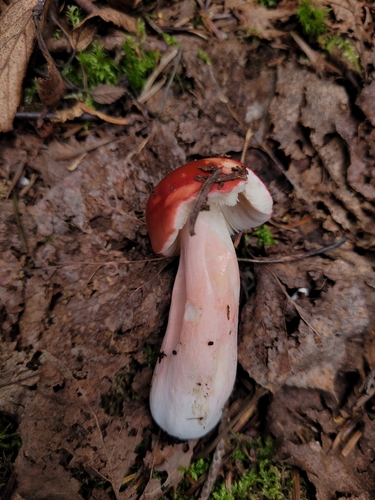 Russula peckii
