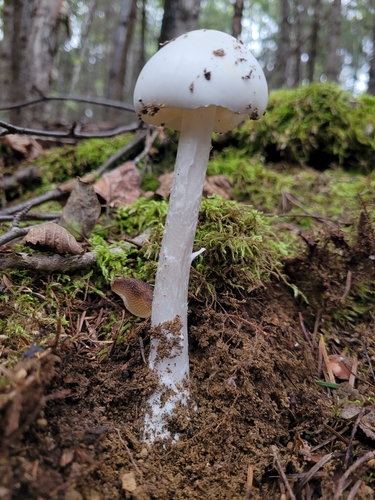 Amanita amerivirosa