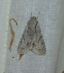 Acronicta psi