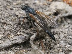 Pandivirilia