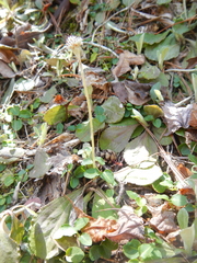 Antennaria solitaria