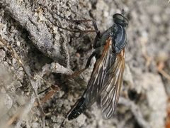 Pandivirilia
