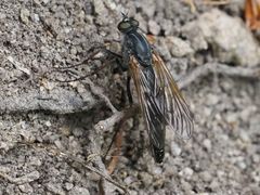 Pandivirilia