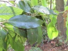 Quercus salicina