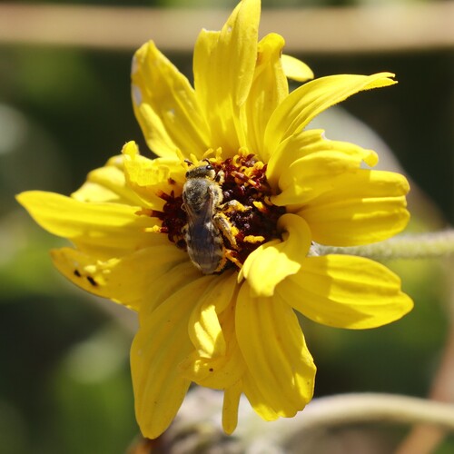 Tansy Mustard Sweat Bee