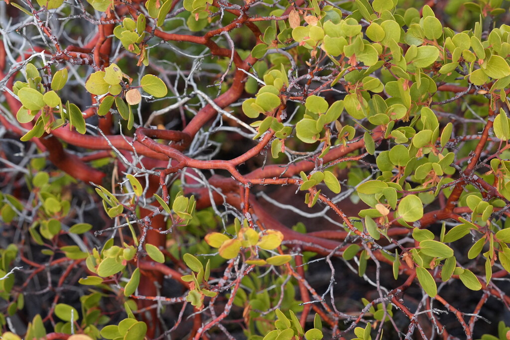 Arctostaphylos patula; photograph (c) carbapple, some rights reserved (CC BY)