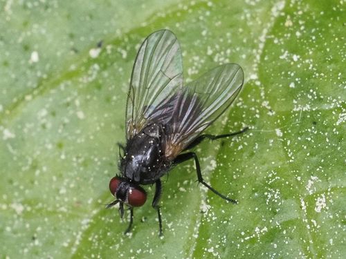 Mydaea affinis
