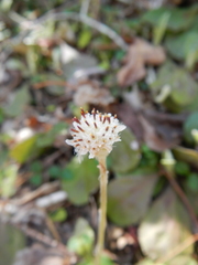 Antennaria solitaria
