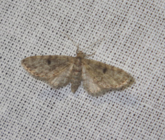 Eupithecia tantillaria
