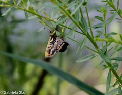 Anteros carausius carausius