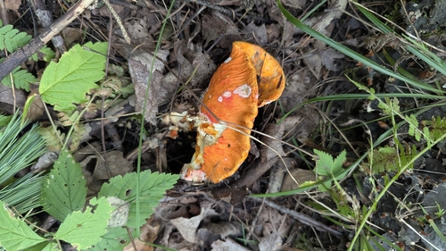 lobster mushroom