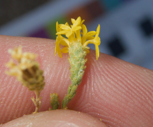 Lessingia glandulifera, photograph 3