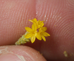 Lessingia glandulifera