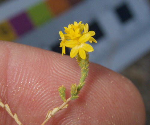 Lessingia glandulifera, photograph 2