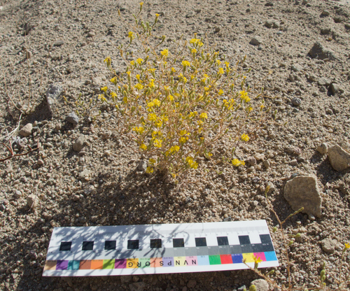 Lessingia glandulifera, photograph 1