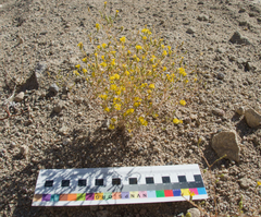 Lessingia glandulifera, photograph (c) Spencer Hurt, some rights reserved (CC BY)
