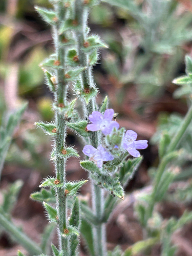 Verbena canescens, photograph 1