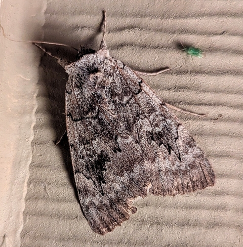 Pink Underwing