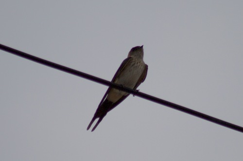 Eastern Red-rumped Swallow