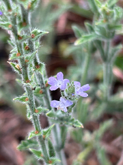 (c) Alec Gosewehr, some rights reserved (CC BY-SA) Verbena canescens, photograph (c) Alec Gosewehr, some rights reserved (CC BY-SA)