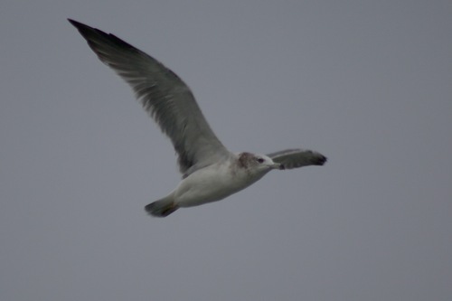 Black-tailed Gull