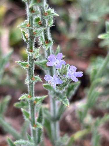 Verbena canescens, photograph 3
