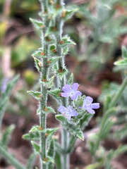 (c) Alec Gosewehr, some rights reserved (CC BY-SA) Verbena canescens, photograph (c) Alec Gosewehr, some rights reserved (CC BY-SA)