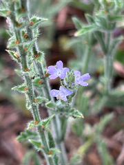 (c) Alec Gosewehr, some rights reserved (CC BY-SA) Verbena canescens, photograph (c) Alec Gosewehr, some rights reserved (CC BY-SA)