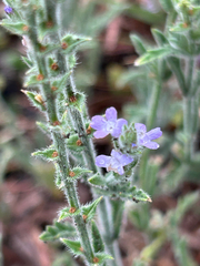 Verbena canescens, photograph (c) Alec Gosewehr, some rights reserved (CC BY-SA)