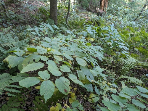 American spikenard