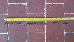 Atractus crassicaudatus