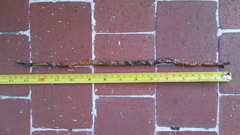 Atractus crassicaudatus