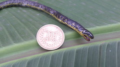 Atractus crassicaudatus