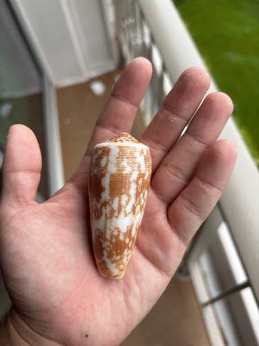 Conus striatus observed 2026-09-06