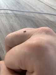 Lepidoptera