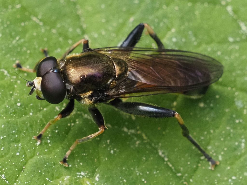 Orange-belted Leafwalker