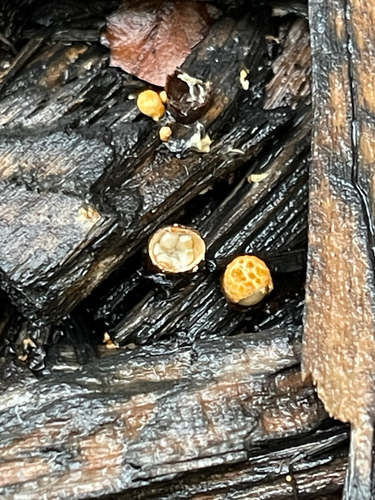 common bird's nest fungus