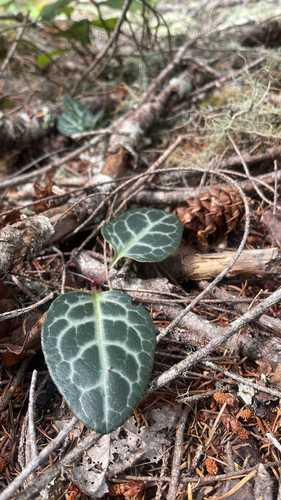 Pyrola picta, photograph 1