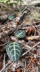 Pyrola picta