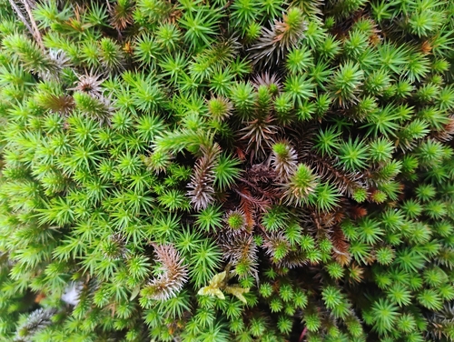 Polytrichum commune observed 2026-09-06