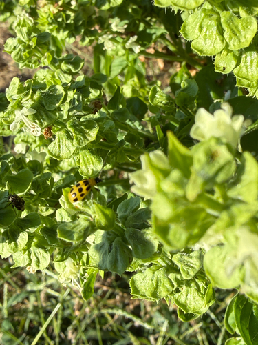 Spotted Cucumber Beetle