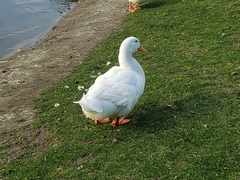 Anas platyrhynchos domesticus