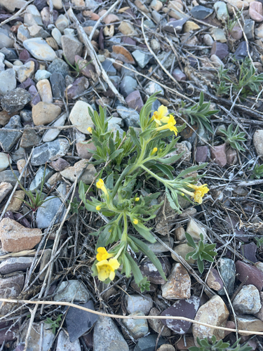 narrowleaf puccoon