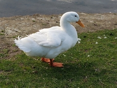 Anas platyrhynchos domesticus