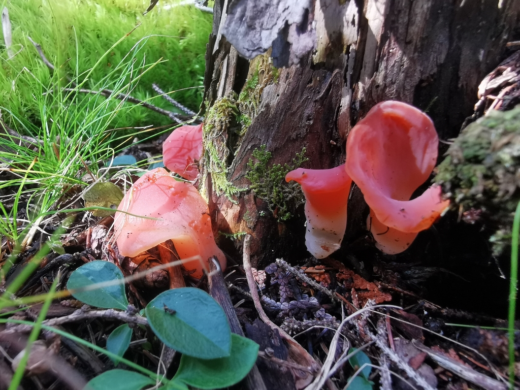 Apricot Jelly · September 2026 · photo: Photo: (c) Alexis Williams, some rights reserved (CC BY) · iNaturalist