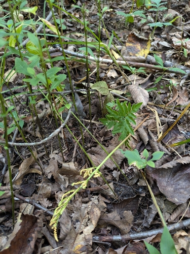 Cutleaf Grapefern