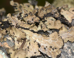 Lasallia pensylvanica